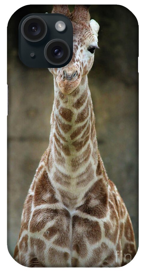 Panya iPhone Case featuring the photograph Panya Memphis Zoo by Veronica Batterson