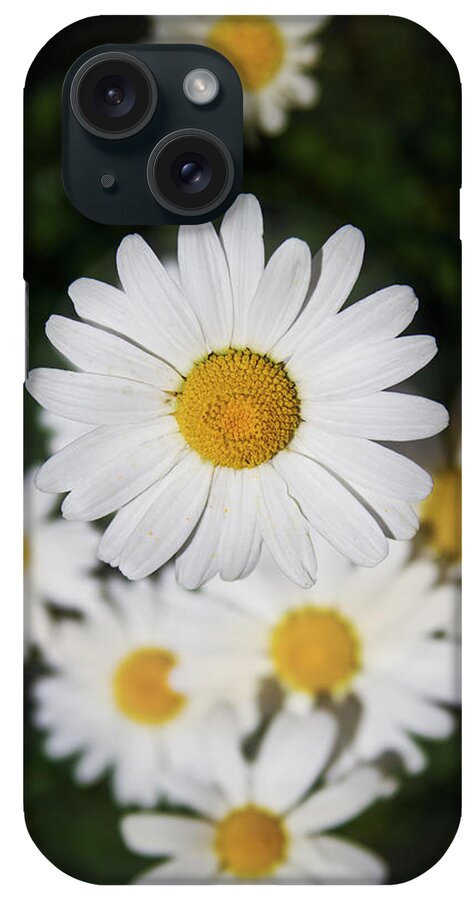 Daisy iPhone Case featuring the photograph Paquerette by Joseph Noonan
