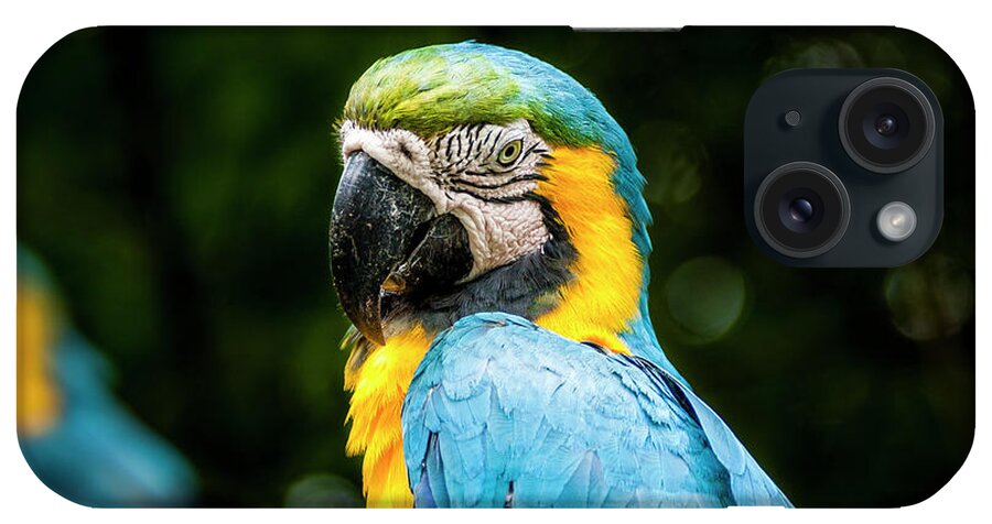 Birds iPhone Case featuring the photograph Parrot by Daniel Murphy