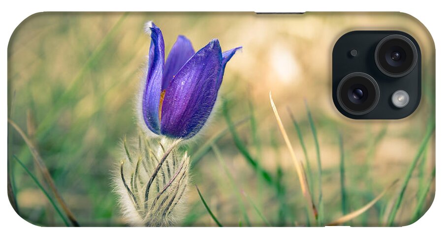 Pulsatilla Vulgaris iPhone Case featuring the photograph Pasque Flower by Andreas Levi