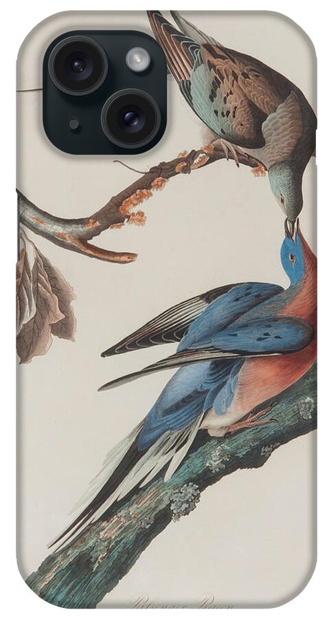 Painting iPhone Case featuring the painting Passenger Pigeon by Mountain Dreams