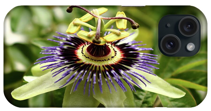 Passion Flower Gardening Horticulture Wall Plant Blue White Purple Green Passiflora Growing Climber Leaf Stem Sepals iPhone Case featuring the photograph Passiflora. Passion flower by Jeff Townsend