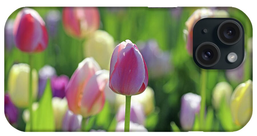 Tulips iPhone Case featuring the photograph Pastel Beauty 0478 by Jack Schultz