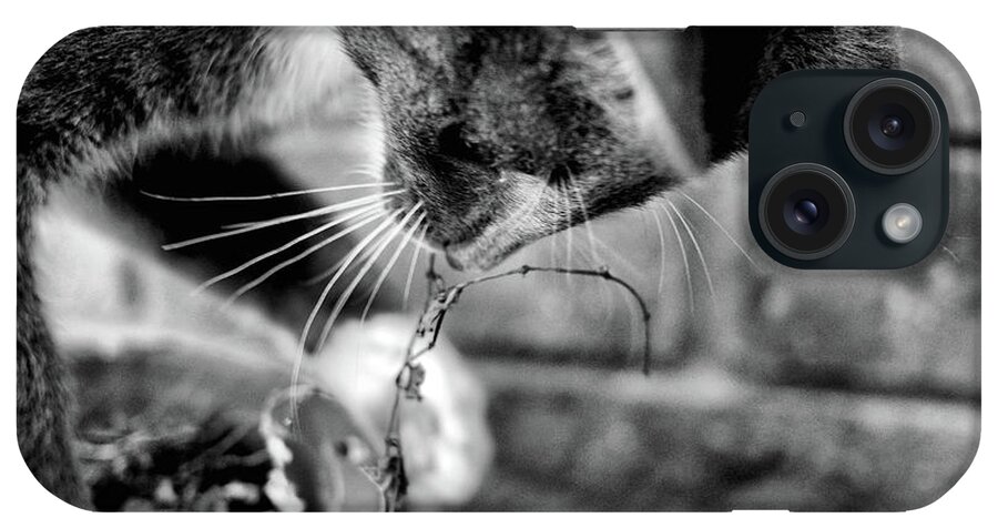 Animals iPhone Case featuring the photograph patches eplores 2 BnW by Michael Blaine