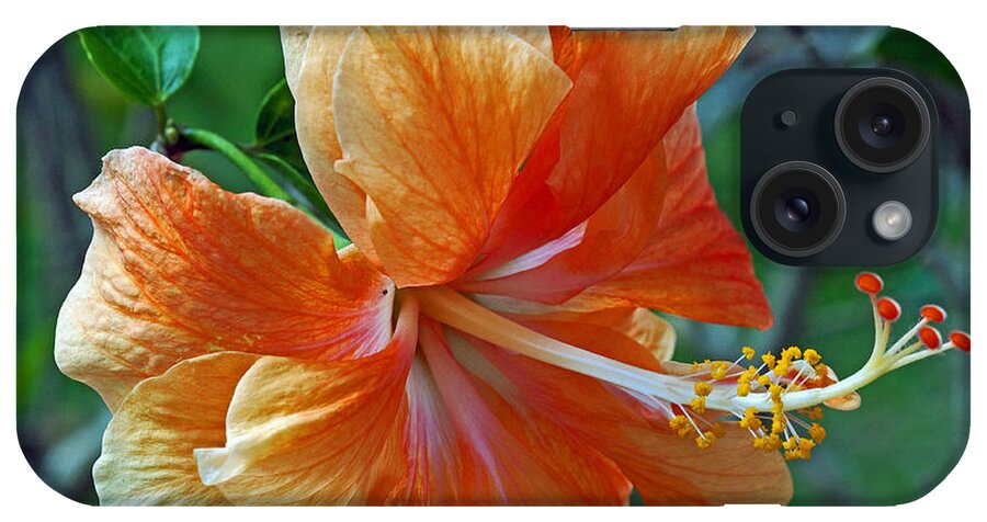 Hibiscus iPhone Case featuring the photograph Peachy Hibiscus by Larry Nieland