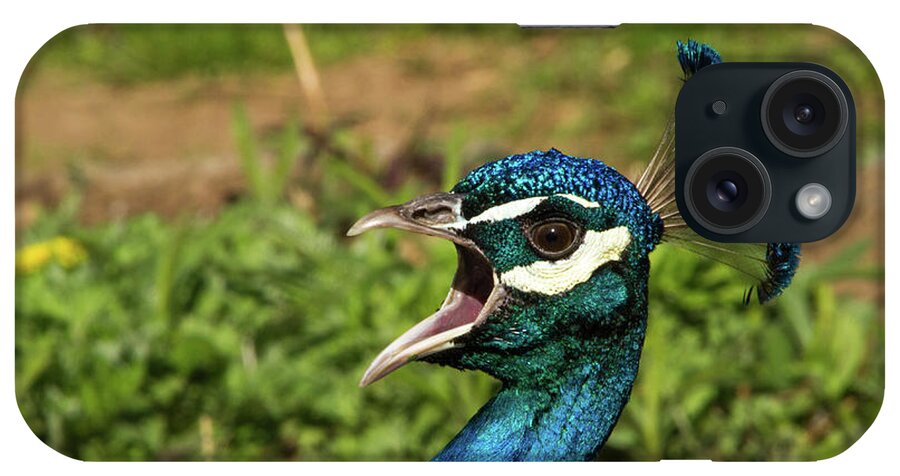 Peacock iPhone Case featuring the photograph Peacock Calling by Karol Livote