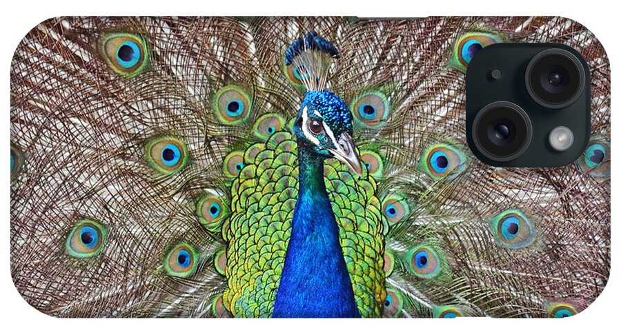 Peacock iPhone Case featuring the photograph Peacock Displaying His Plumage by Jim Fitzpatrick