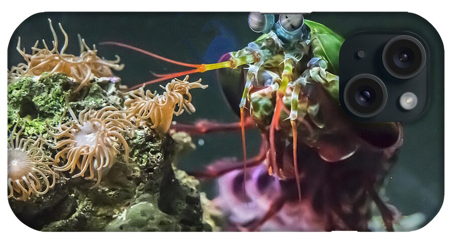Wildlife iPhone Case featuring the photograph Peacock Mantis Shrimp Profile by William Bitman