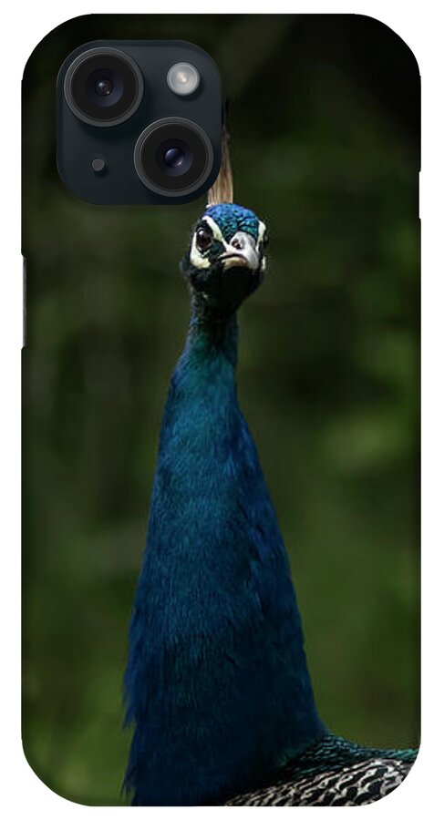 Peacock iPhone Case featuring the photograph Peacock Potrait by Ramabhadran Thirupattur