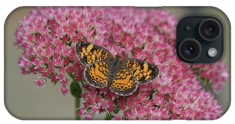 Pearl Crescent Butterfly iPhone Case featuring the photograph Pearl Crescent Butterfly on Autumn Glory Flowers by Robert E Alter Reflections of Infinity