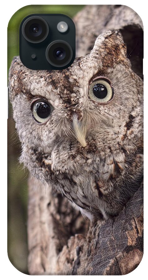 Screech Owl iPhone Case featuring the photograph Peek a Boo by Cheri McEachin