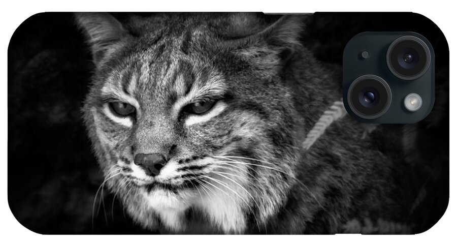 Bobcats iPhone Case featuring the photograph Peek A Boo by Elaine Malott
