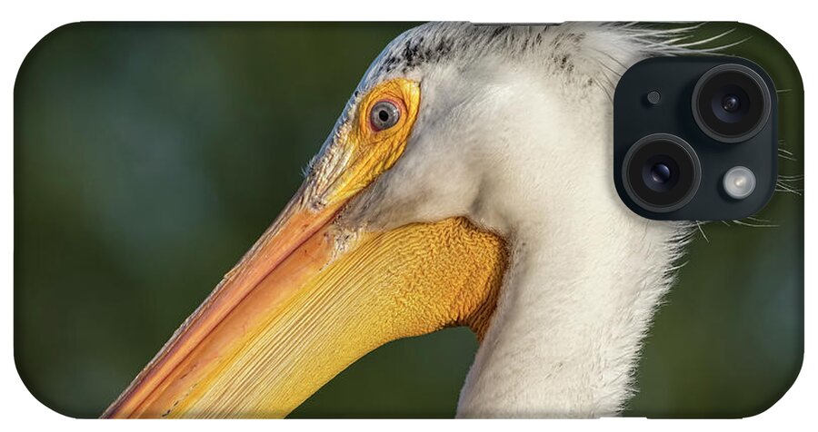 American White Pelican iPhone Case featuring the photograph Pelican 2017-3 by Thomas Young