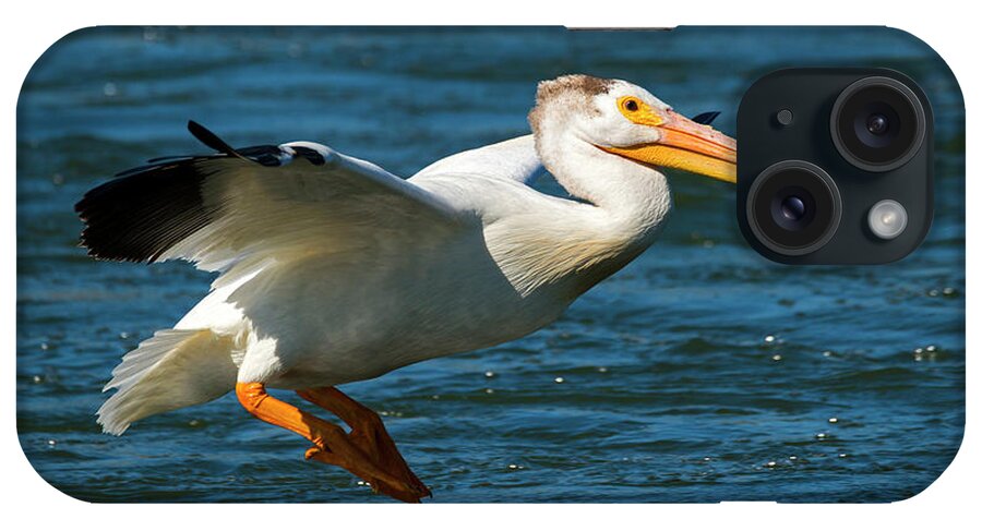 American White Pelican iPhone Case featuring the photograph Pelican Glide by Michael Dawson