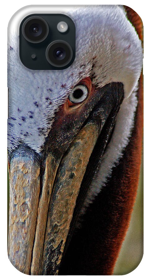 Pelican iPhone Case featuring the painting Pelican Head by Michael Thomas
