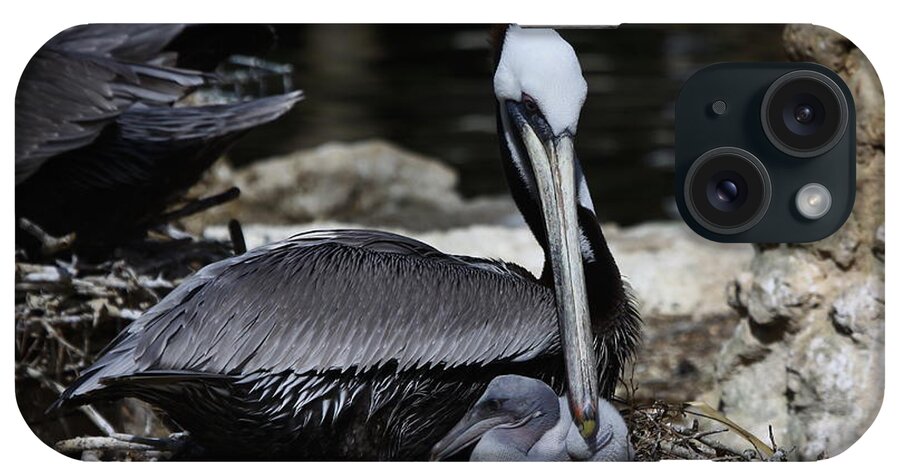 Brown Pelican iPhone Case featuring the photograph Pelican Hug by Barbara Bowen