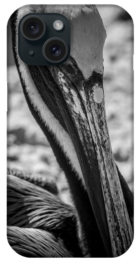 Florida iPhone Case featuring the photograph Pelican in Florida by Jason Moynihan