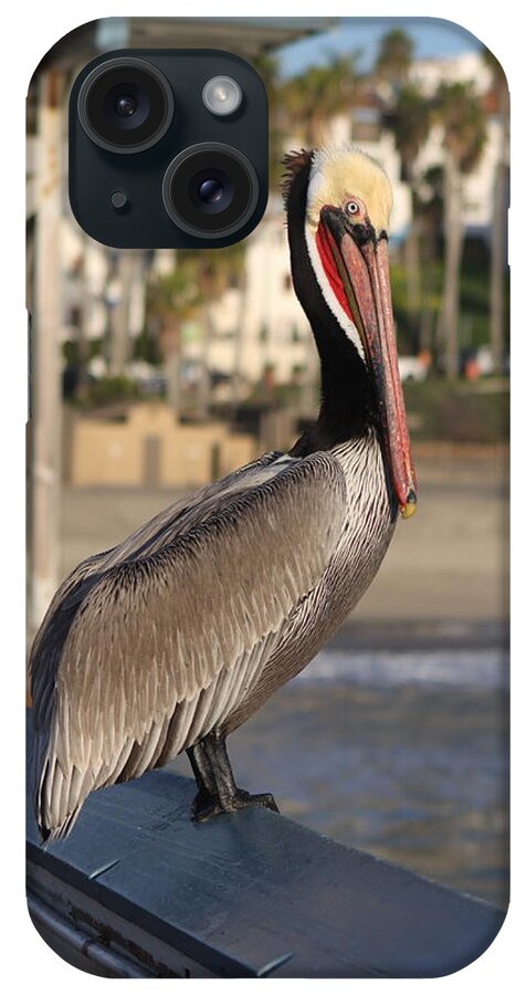 Pelican iPhone Case featuring the photograph Pelican on Pier by Karen Ruhl