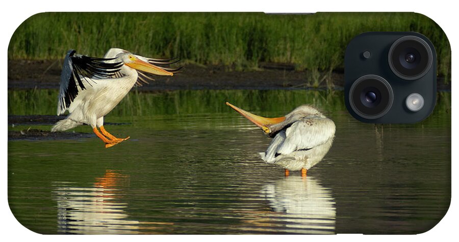 Pelican iPhone Case featuring the photograph Pelicans 2 by Rick Mosher