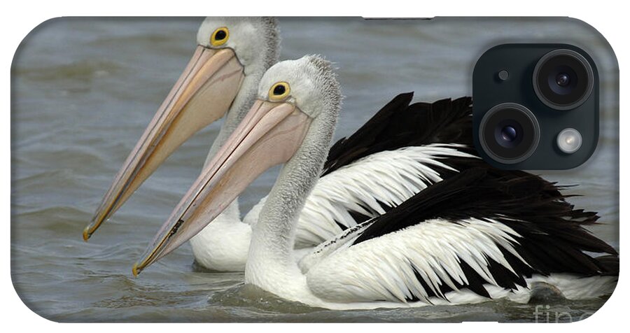 Pelican iPhone Case featuring the photograph Pelicans Australia 5 by Bob Christopher