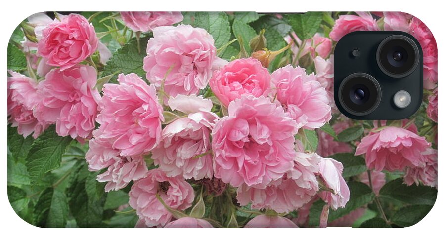 Photos By Paul Meinerth iPhone Case featuring the photograph Peonies at Glen Magna Farms by Paul Meinerth