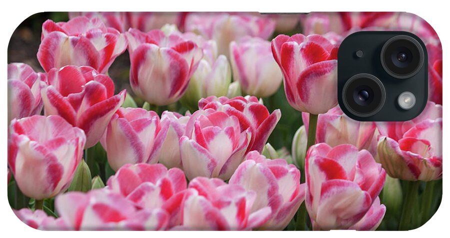 Photograph iPhone Case featuring the photograph Peppermint Tulip Field III by Suzanne Gaff