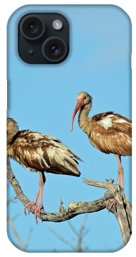 Jekyll Island iPhone Case featuring the photograph Perched White Ibises by Bruce Gourley