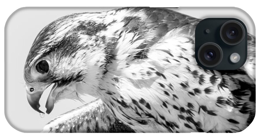 Peregrine Falcon iPhone Case featuring the photograph Peregrine Falcon in Black and White by Tracy Winter