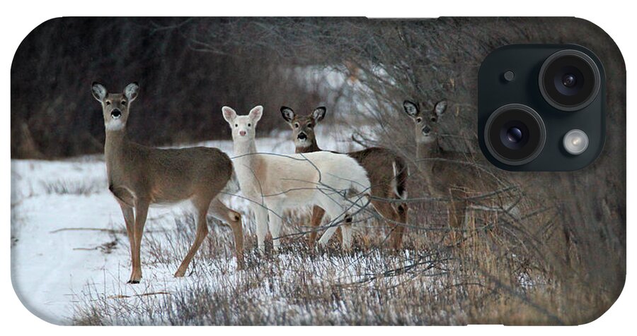 Whitetail Deer iPhone Case featuring the photograph Perfect Blend by Brook Burling