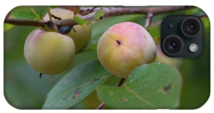 Persimmon iPhone Case featuring the photograph Persimmons by Paul Rebmann
