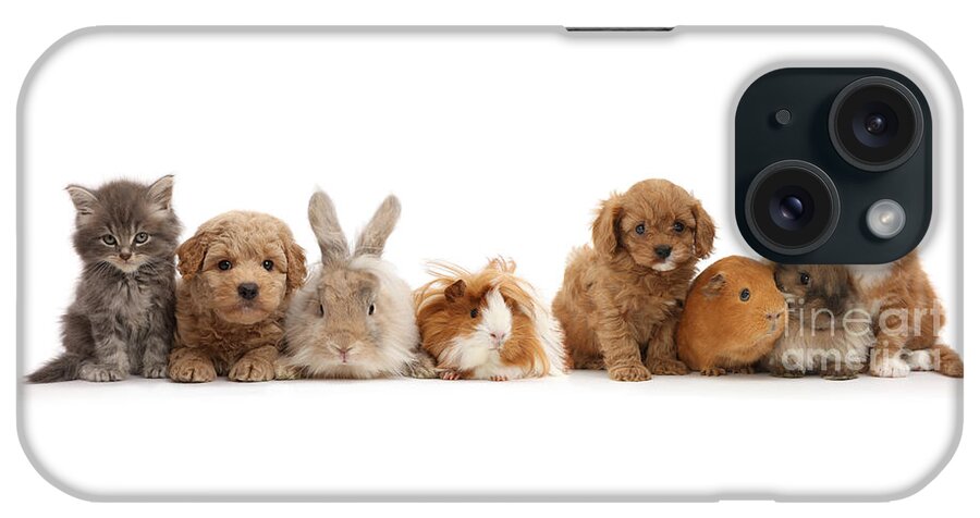 Guinea Pig iPhone Case featuring the photograph Pet animal line up by Warren Photographic