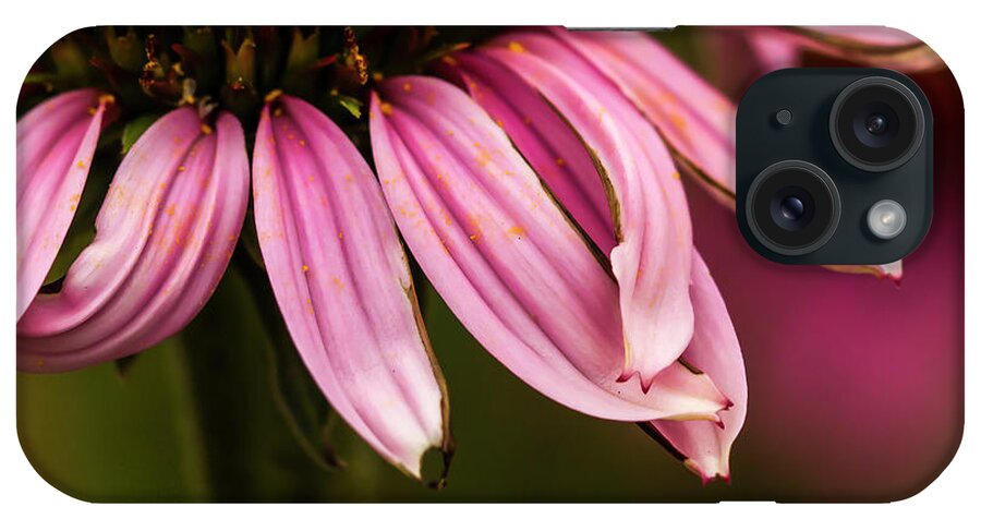 Trio Of Echinacea. Jean Noren iPhone Case featuring the photograph Petals Crossed by Jean Noren