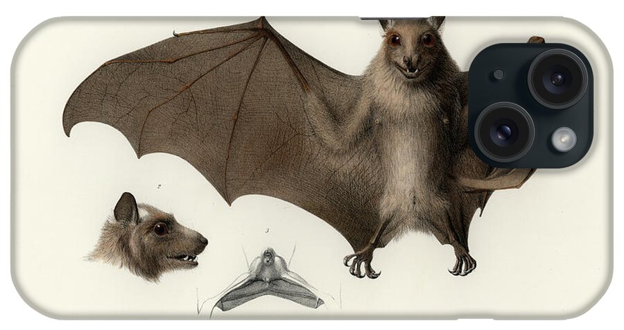 Peters's Epauletted Fruit Bat iPhone Case featuring the drawing Peters's epauletted fruit bat by Hugo Troschel