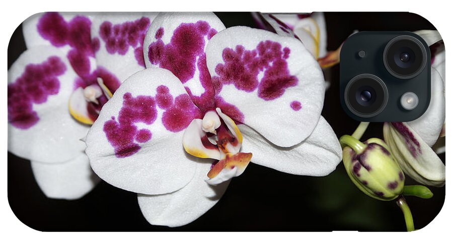 Birmingham iPhone Case featuring the photograph Phalaenopsis Hybrid Orchid by Everett Spruill