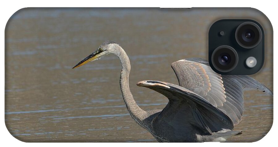 Great Blue Heron iPhone Case featuring the photograph Picking The Moment by Fraida Gutovich