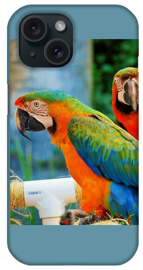 Parrots iPhone Case featuring the photograph Picture Perfect Parrots by Vijay Sharon Govender