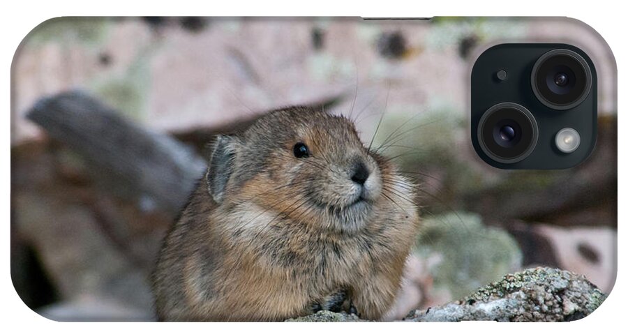 Pika iPhone Case featuring the photograph Pika on the Lookout by Cascade Colors