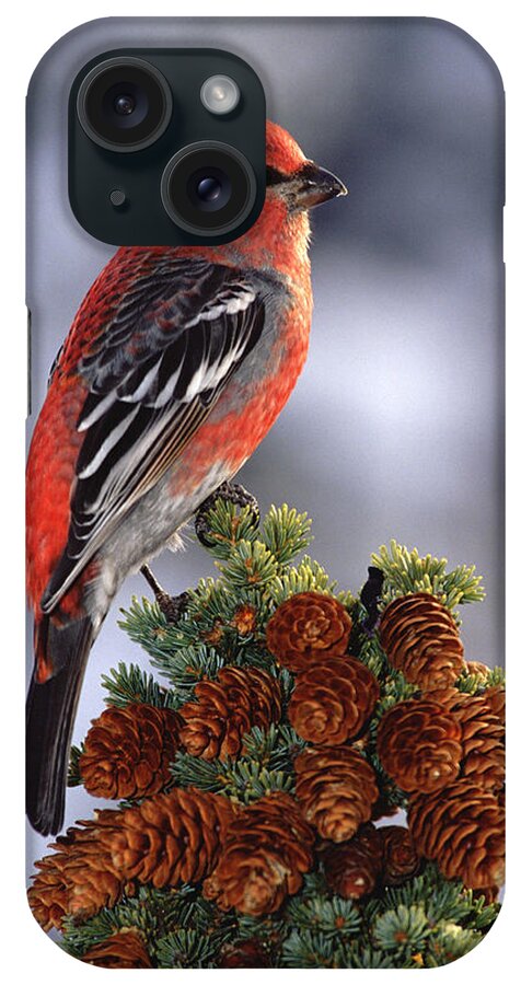 Mp iPhone Case featuring the photograph Pine Grosbeak Pinicola Enucleator Male by Michael Quinton