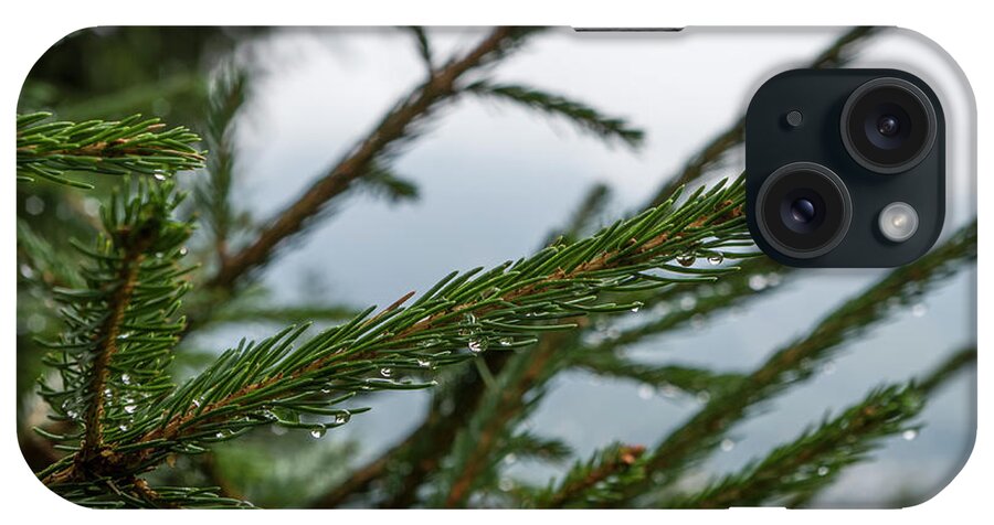 Pine iPhone Case featuring the photograph Pines wet after the rain by Nicola Aristolao