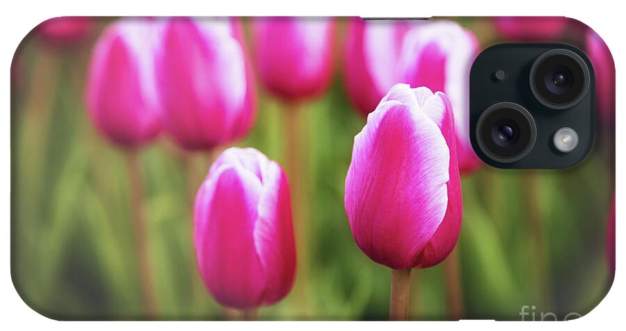 Pink iPhone Case featuring the photograph Pink And White Tulips by Sharon McConnell