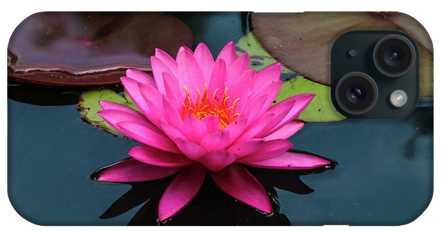 Flower iPhone Case featuring the photograph Pink Beauty by Tom and Pat Cory