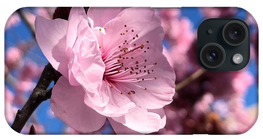 Pink iPhone Case featuring the photograph Pink Blossom by Steph Gabler