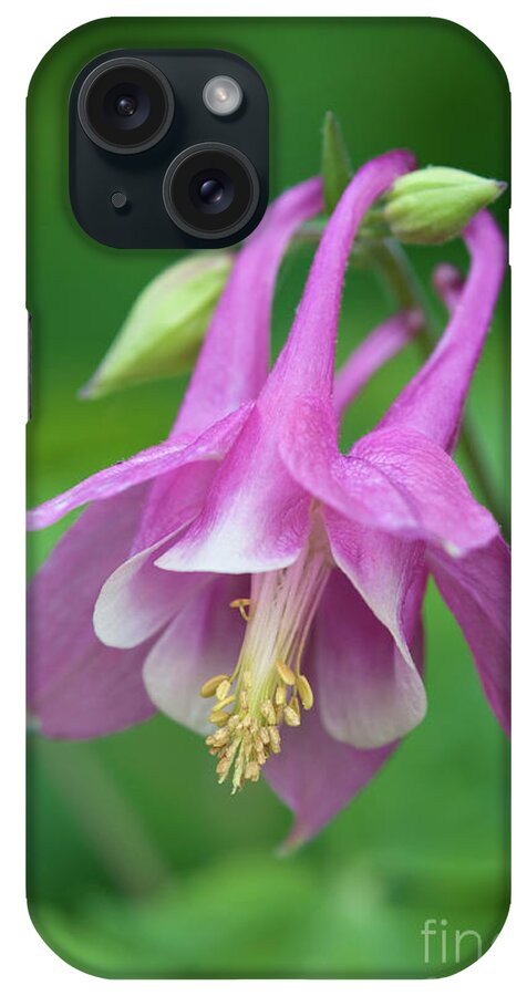 Columbine iPhone Case featuring the photograph Pink Columbine - D010096 by Daniel Dempster