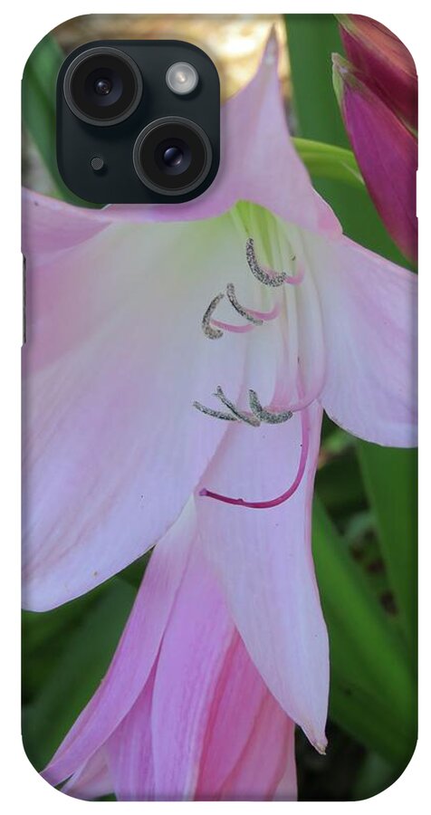 Flowers iPhone Case featuring the photograph Pink Crinum Lily by Judith Lauter
