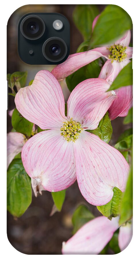 Bellingham iPhone Case featuring the photograph Pink Dogwood by Judy Wright Lott