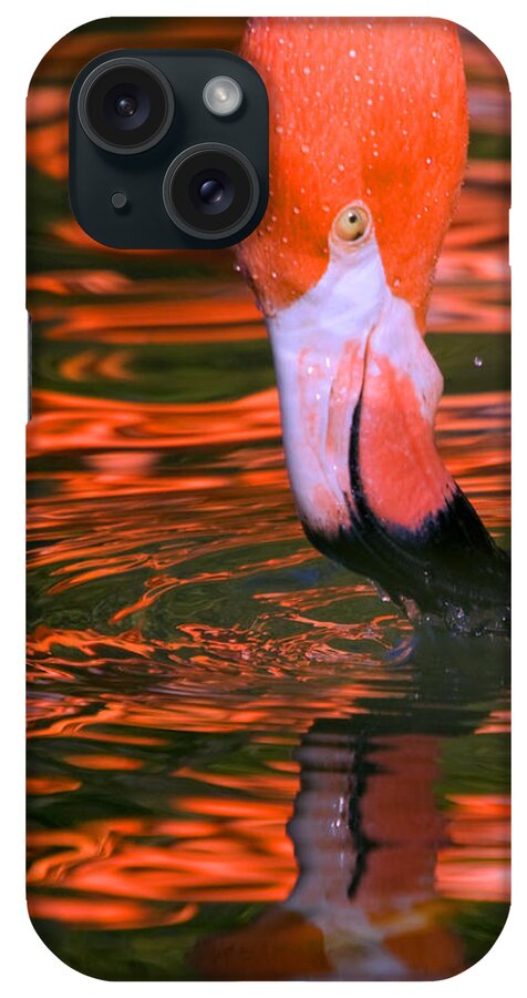 Flamingo iPhone Case featuring the photograph Pink Flamingo by Randall Ingalls