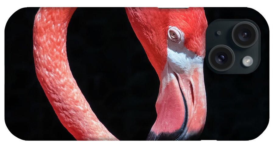 Pink Flamingo iPhone Case featuring the photograph Pink Flamingo by Robert Bellomy