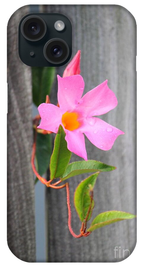 Flower iPhone Case featuring the photograph Pink Flower by Sheri Simmons