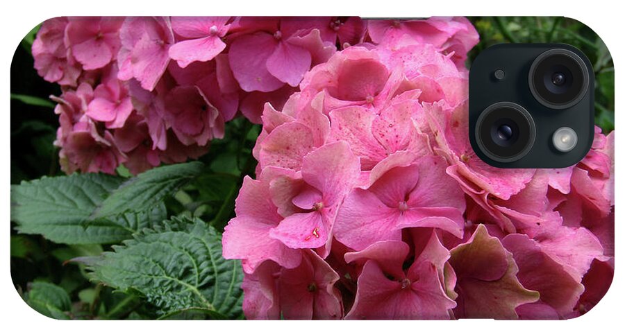 Hydrangea iPhone Case featuring the photograph Pink Hydrangea Blooms by Kim Tran