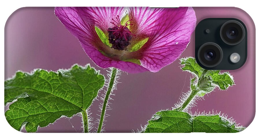 Blossom iPhone Case featuring the photograph Pink Mallow Flower by Shirley Mitchell
